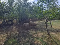 मेढ़ा, Tsigai sheep — फ़ोटो 3