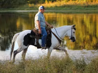 Horse (M), American paint horse — photo 4