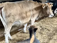 Cow, Simmental cattle — photo 1