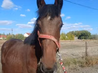 Horse (M), Hungarian horse breed — photo 2