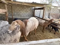 Widder, Arashan sheep — Foto 1
