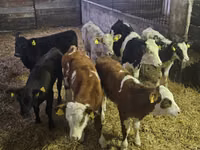Cow, Cattle — photo 1