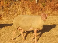 Ram, Rouge de l’Ouest sheep — photo 2