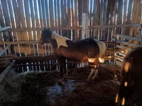 母马, Horses — 照片 6
