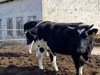 Cow, Russian Black pied cattle — photo 5