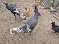 Turkeys — الصورة 1