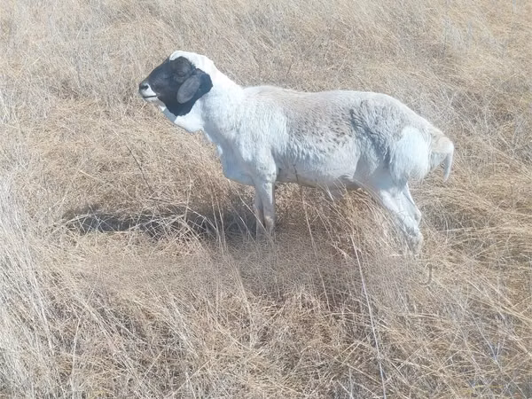 أغنام (دفعة، الجنس غير محدد), South meat sheep — كينيا