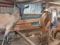 Cabras (lote, sexo no especificado), Alpine goat — foto 6