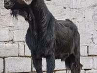 Billy Goat, Goats — photo 4