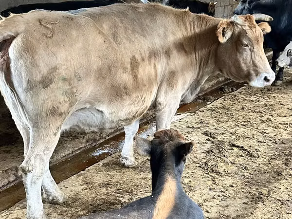 Cow, Simmental cattle