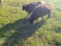 भेड़, Ouessant sheep — फ़ोटो 7