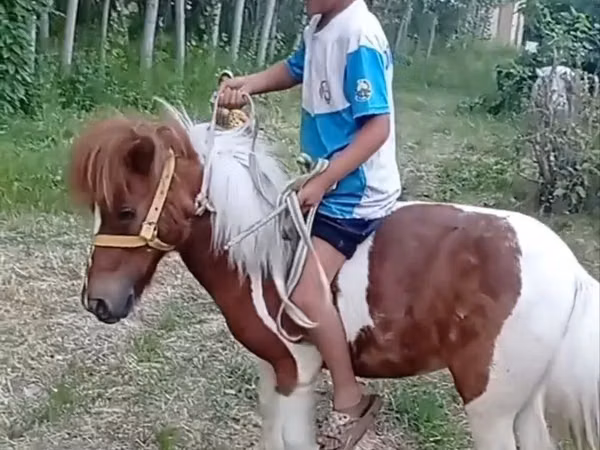 Mare, Shetland Pony