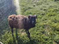 भेड़, Ouessant sheep — फ़ोटो 4