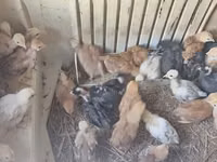 Chickens — Foto 3