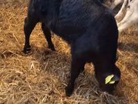 Toro, Simmental cattle — foto 6