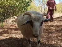 Ram, Racka sheep — photo 5