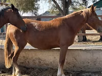 Stute, Arabian horse — Foto 5