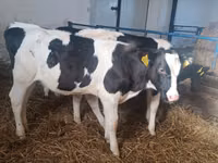 Vaca, Russian Black pied cattle — foto 6