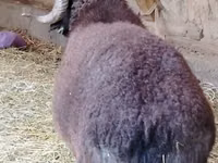 मेढ़ा, Blackheaded Persian sheep — फ़ोटो 2