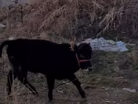 Bull, Swedish red cattle — photo 1
