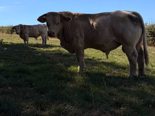Toro, Simmental cattle