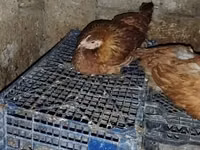 Chickens — 照片 3