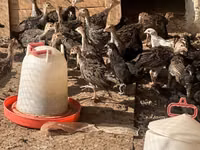 Turkeys — photo 3