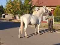 Yegua, Caballos — foto 3