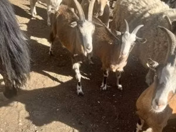 母山羊, Goats