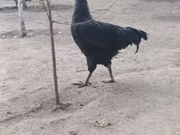 Джерсийский гигант