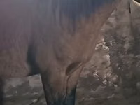 Horse (M), Mugalzhar horse — photo 1