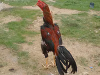 Chickens — 照片 5