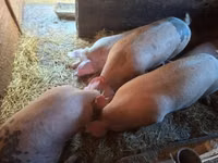 Sow, Pigs — photo 3