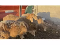 نعجة, Arashan sheep — الصورة 2