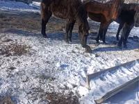 Horse (M), Yakutian horse — photo 1