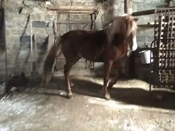 Caballos (lote, sexo no especificado), Russian Don