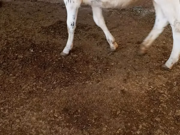 Cattle (batch, sex not specified), Cattle