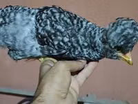 Chickens — الصورة 1