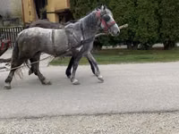 Mare, Horses — photo 1