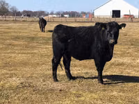 Cow, Galloway cow — photo 7
