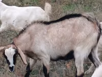 Goat, Goats — photo 1