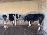 Cow, Holstein breed — photo 4