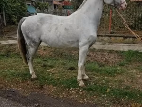 घोड़ी, Hungarian horse breed