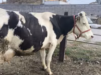Vaca, Raza Holstein — foto 5