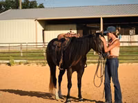 Horse (M), Quarter Horse — photo 7