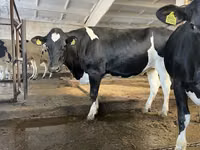 गाय, गोलस्टीन नस्ल — फ़ोटो 8