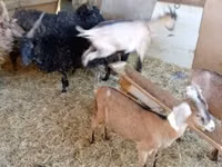 Cabra, Cabras — foto 4