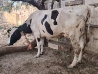 Cow, Holstein breed — photo 5