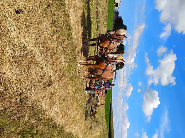 घोड़ी, National Show Horse