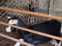 Goat, Alpine goat — photo 3